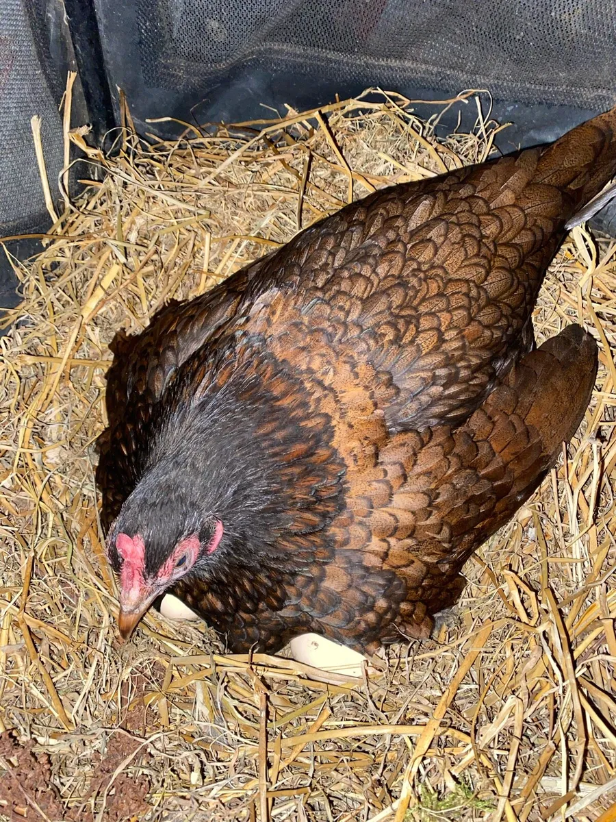 ❌CLOCKING HEN + POULTRY❌ - Image 1