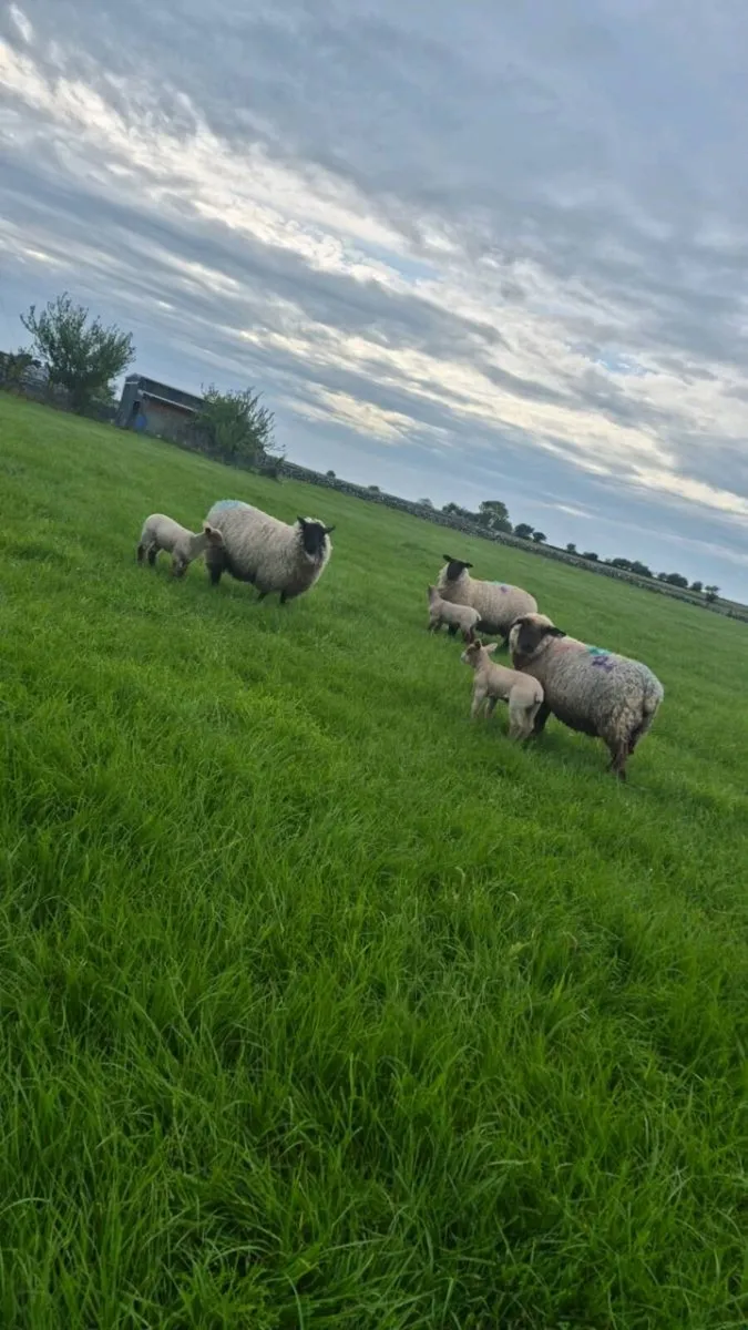 Sheep with lambs at foot - Image 1