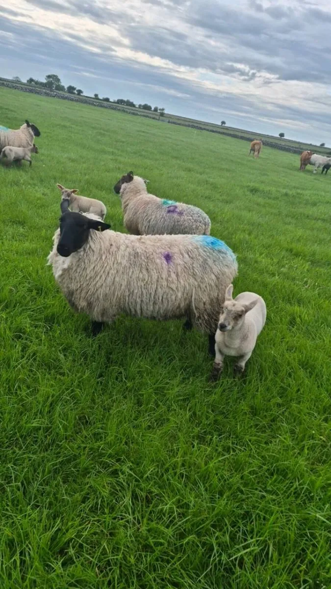 Sheep with lambs at foot - Image 2