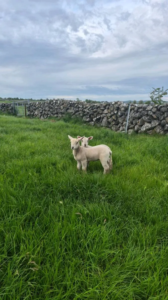 Sheep with lambs at foot - Image 3