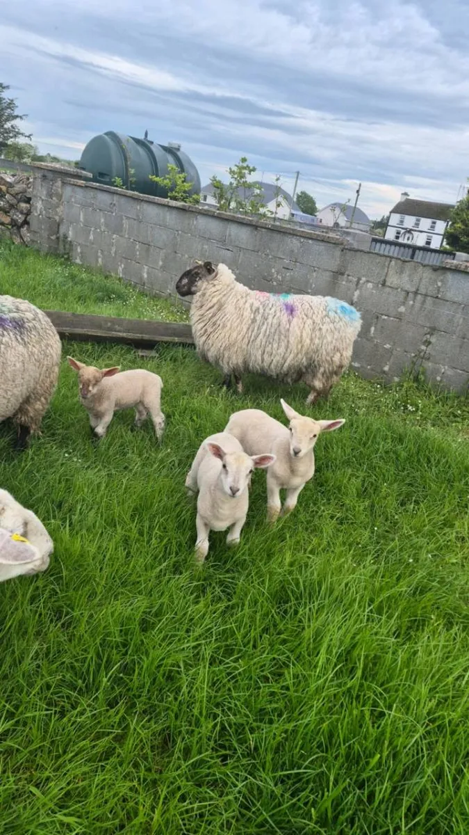 Sheep with lambs at foot - Image 4