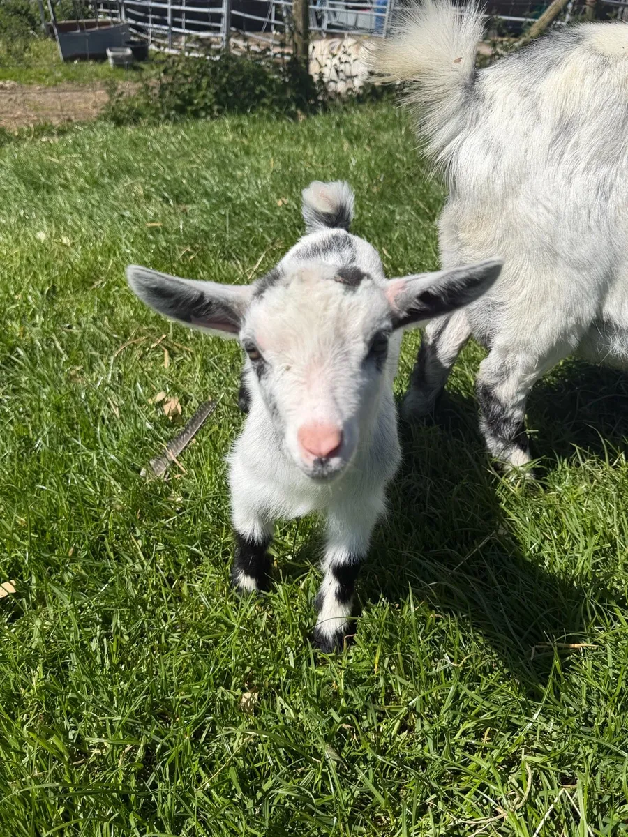 Castrated make Pygmy kid - Image 1