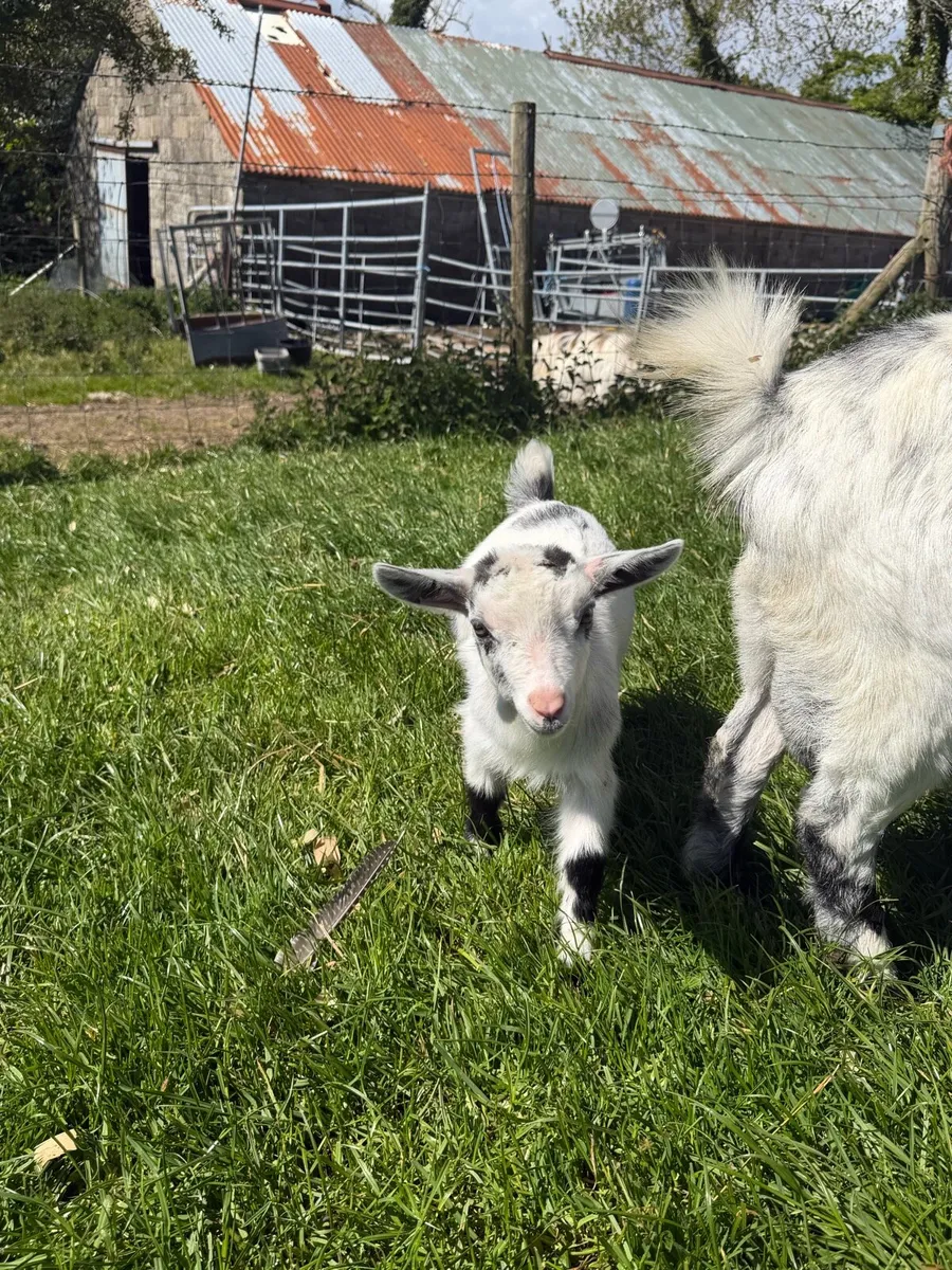 Castrated make Pygmy kid - Image 3