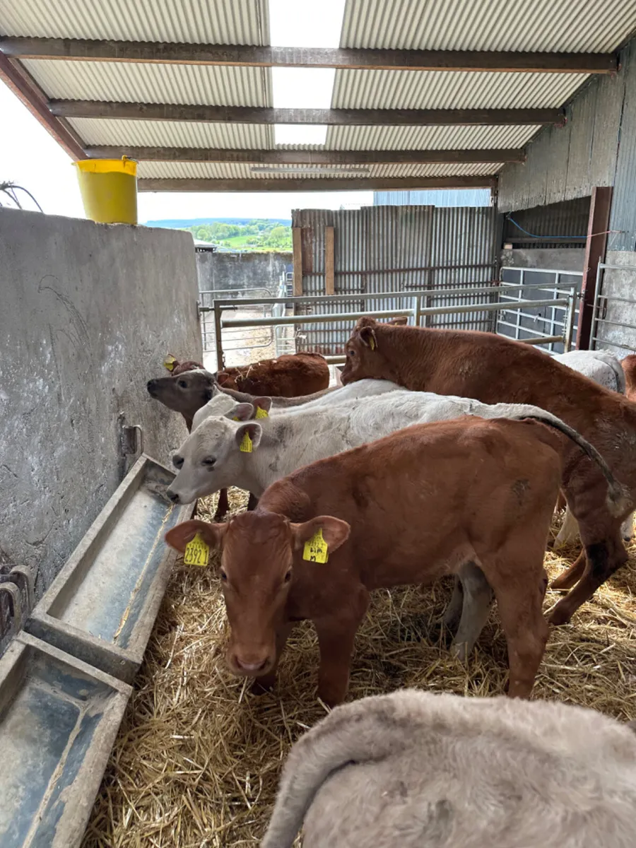 Charolais and lim bulls - Image 4