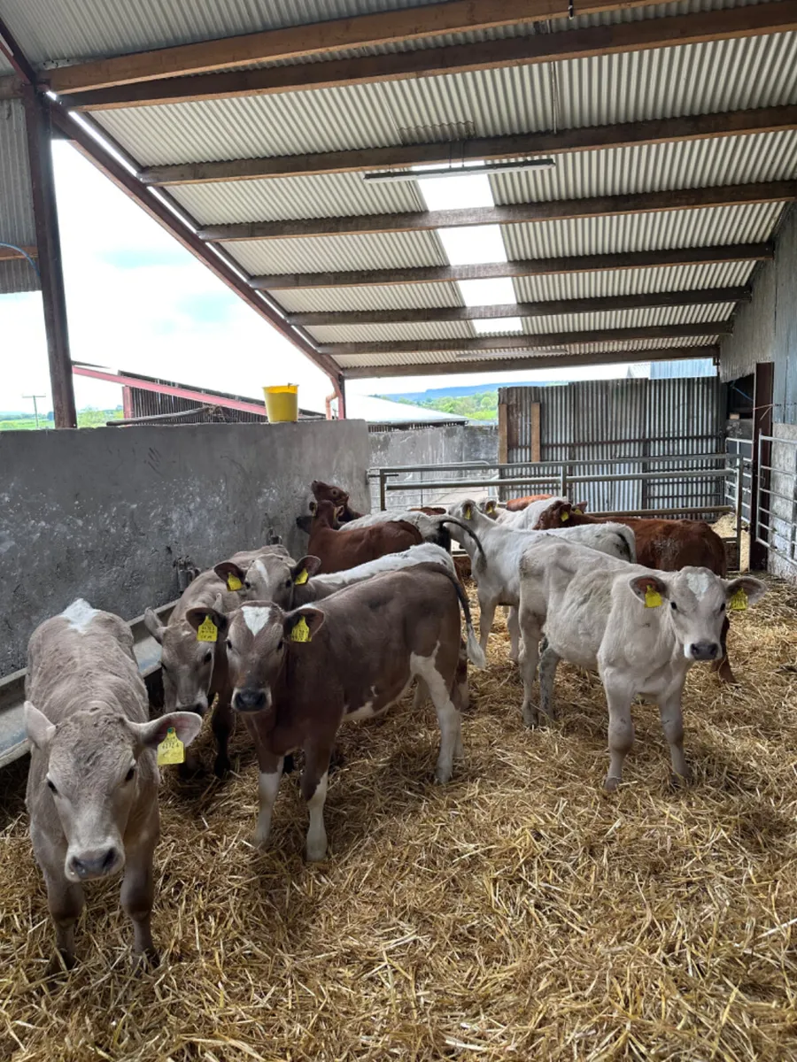 Charolais and lim bulls - Image 3