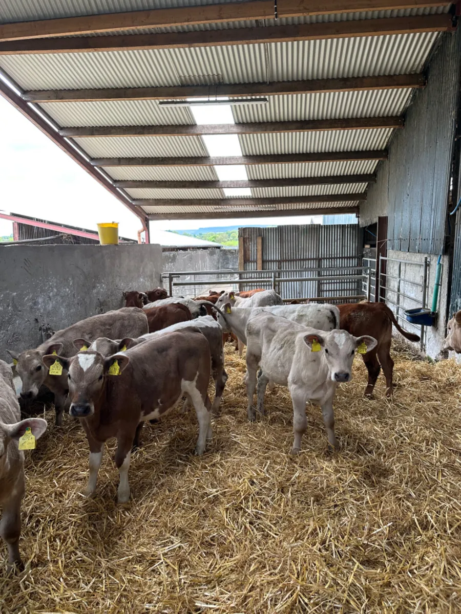 Charolais and lim bulls - Image 1