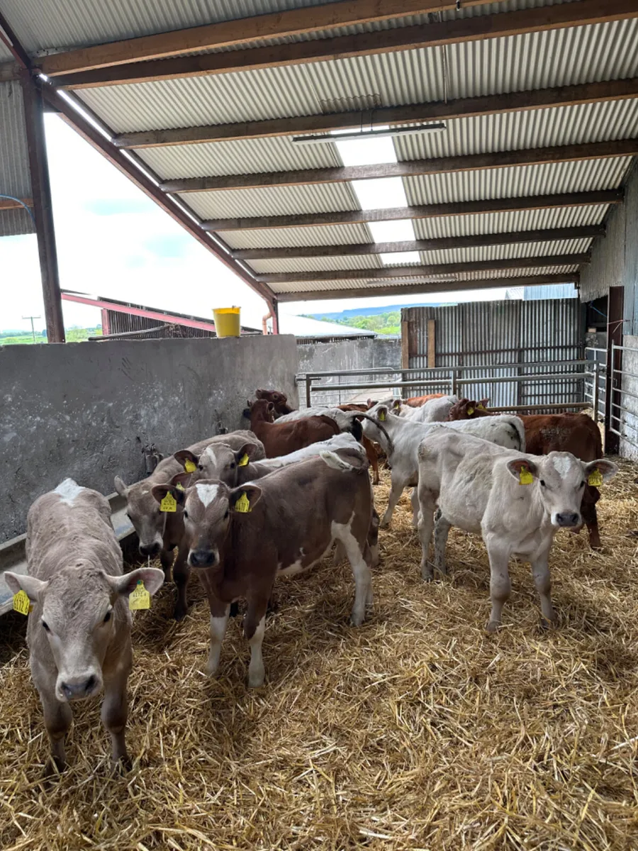 Charolais and lim bulls - Image 2