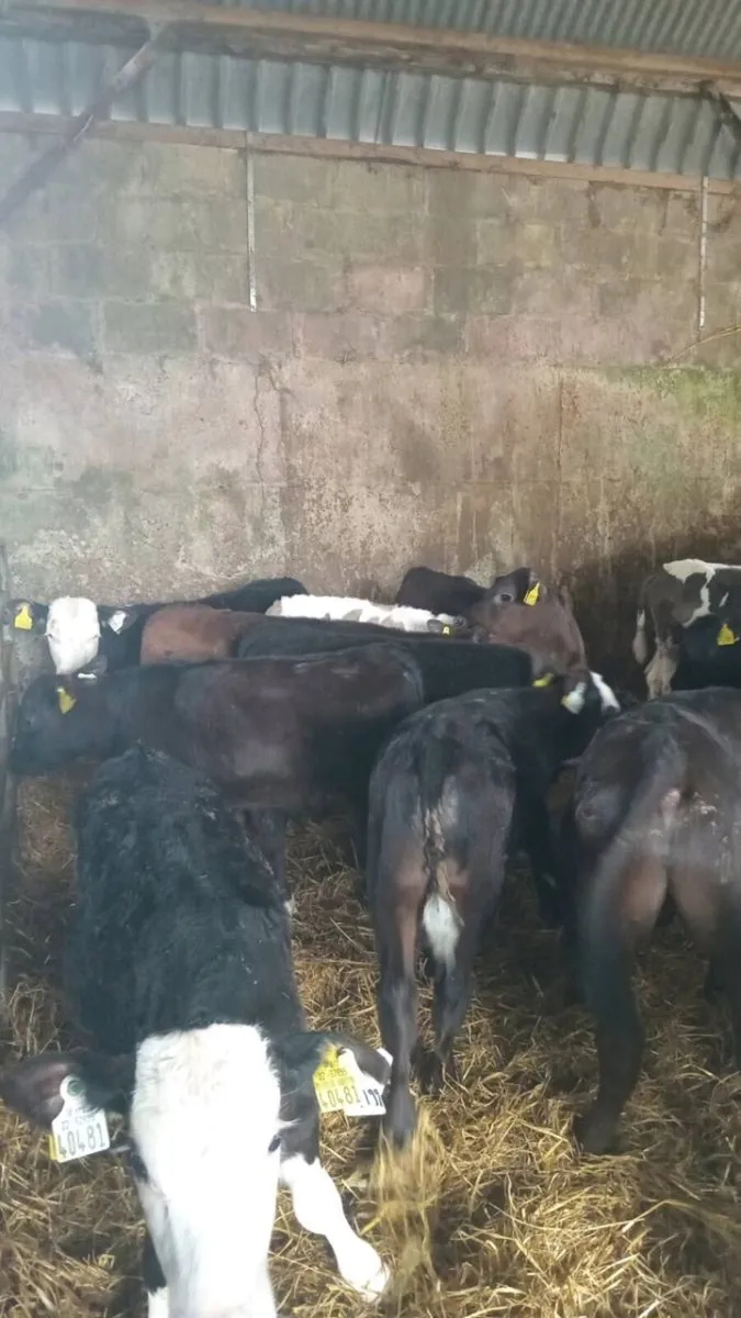 16 super quality bull weanlings - Image 1