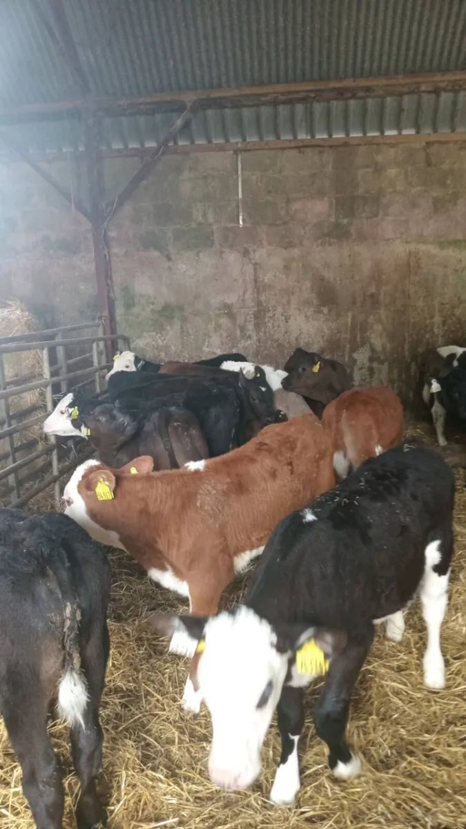 16 super quality bull weanlings - Image 2