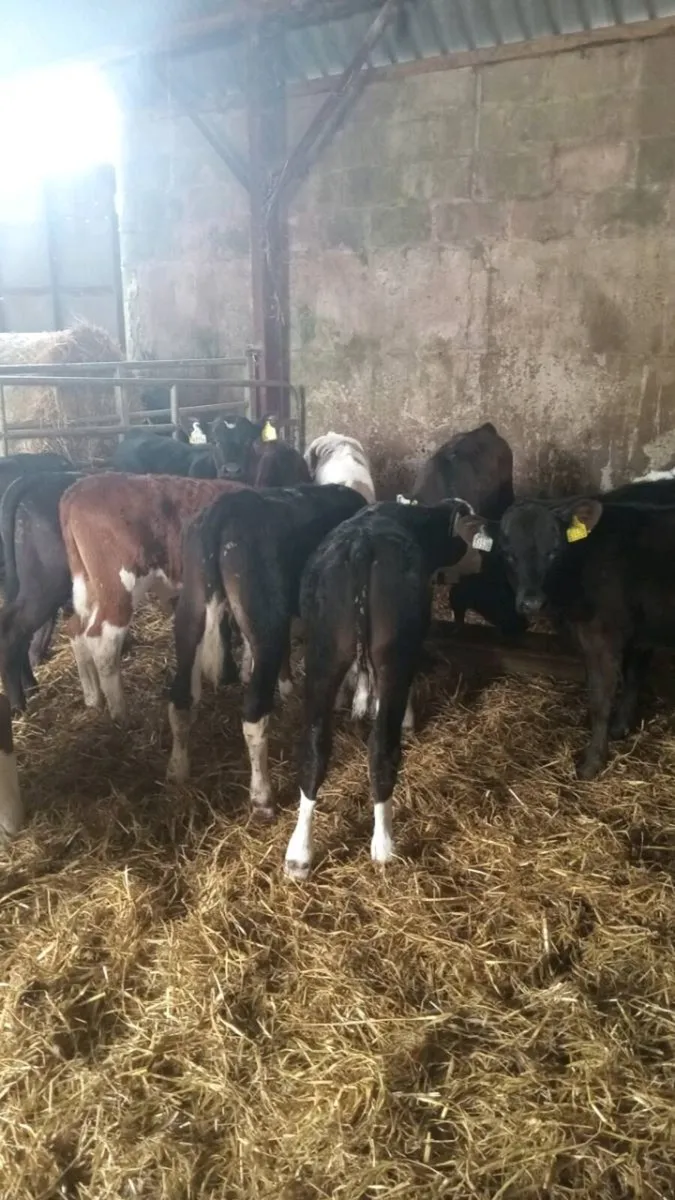 16 super quality bull weanlings - Image 4