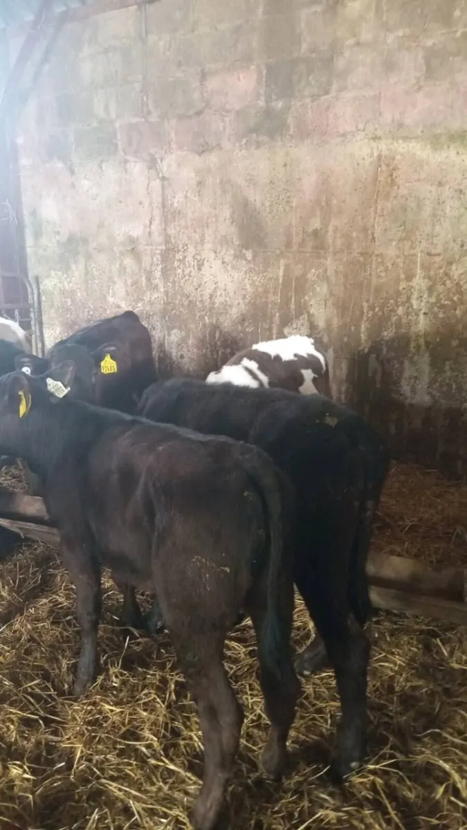 16 super quality bull weanlings - Image 3