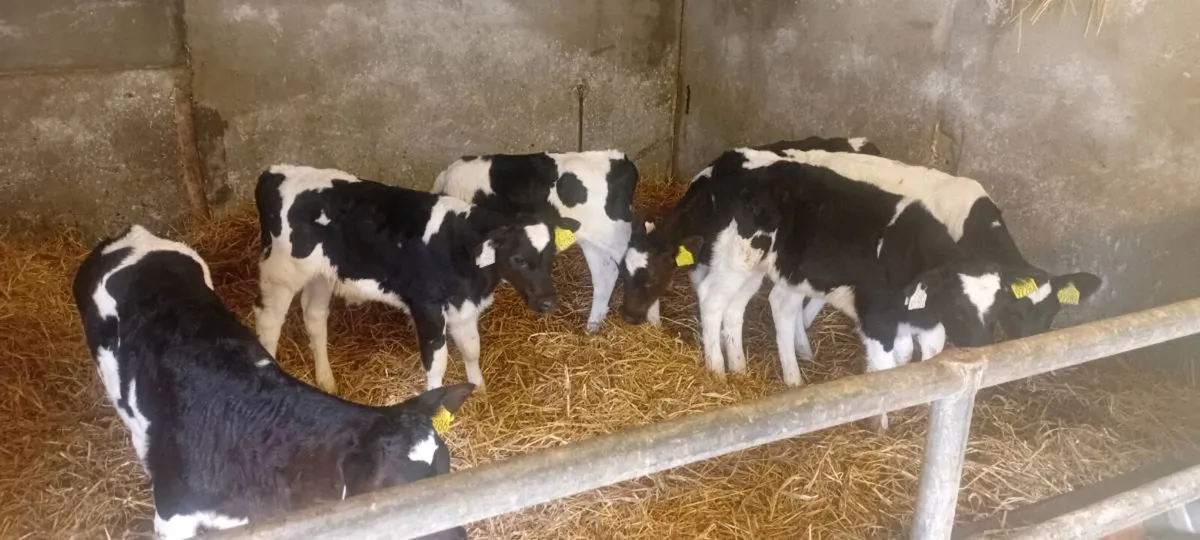 6 Friesian Heifer Calves - Image 1