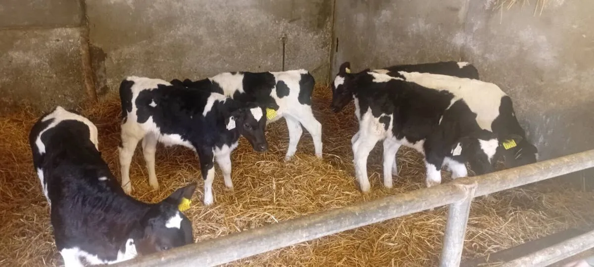 6 Friesian Heifer Calves - Image 2