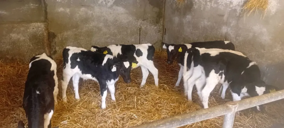 6 Friesian Heifer Calves - Image 3