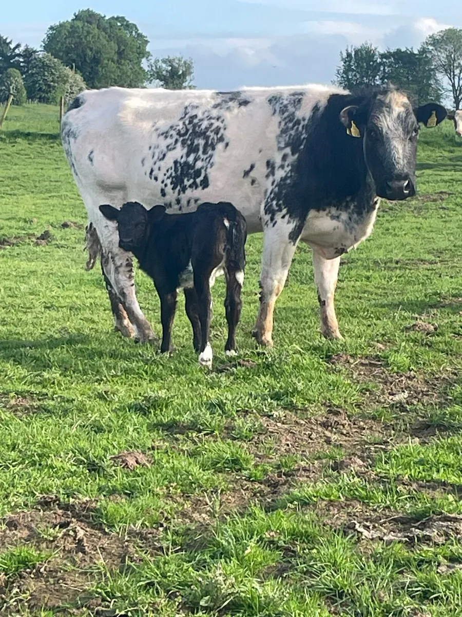 Blue 2nd calver with lim heifer - Image 1