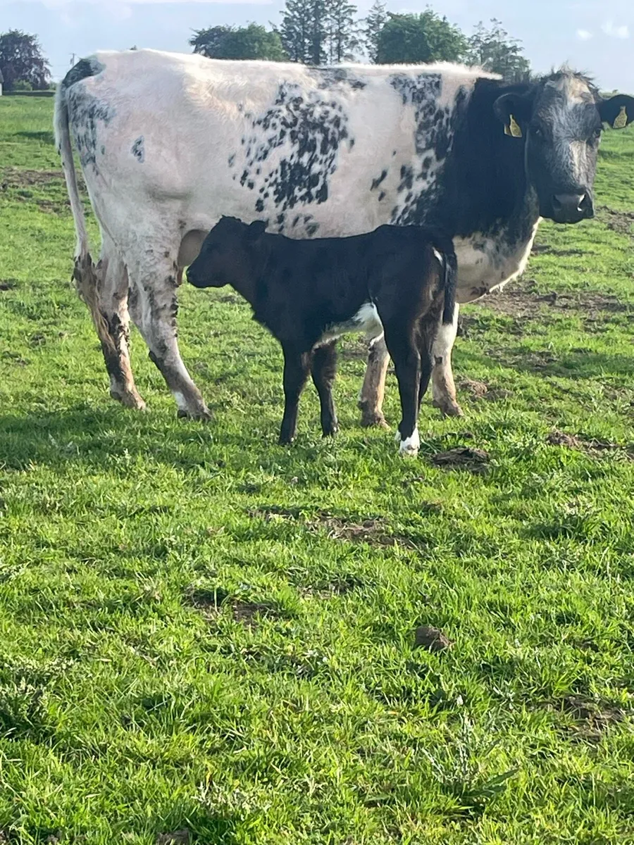 Blue 2nd calver with lim heifer - Image 2