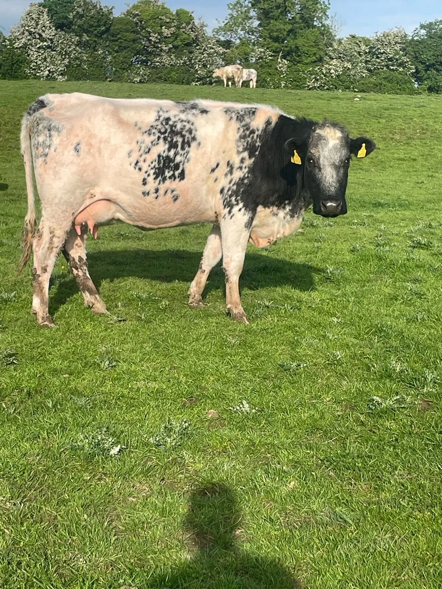 Blue 2nd calver with lim heifer - Image 3