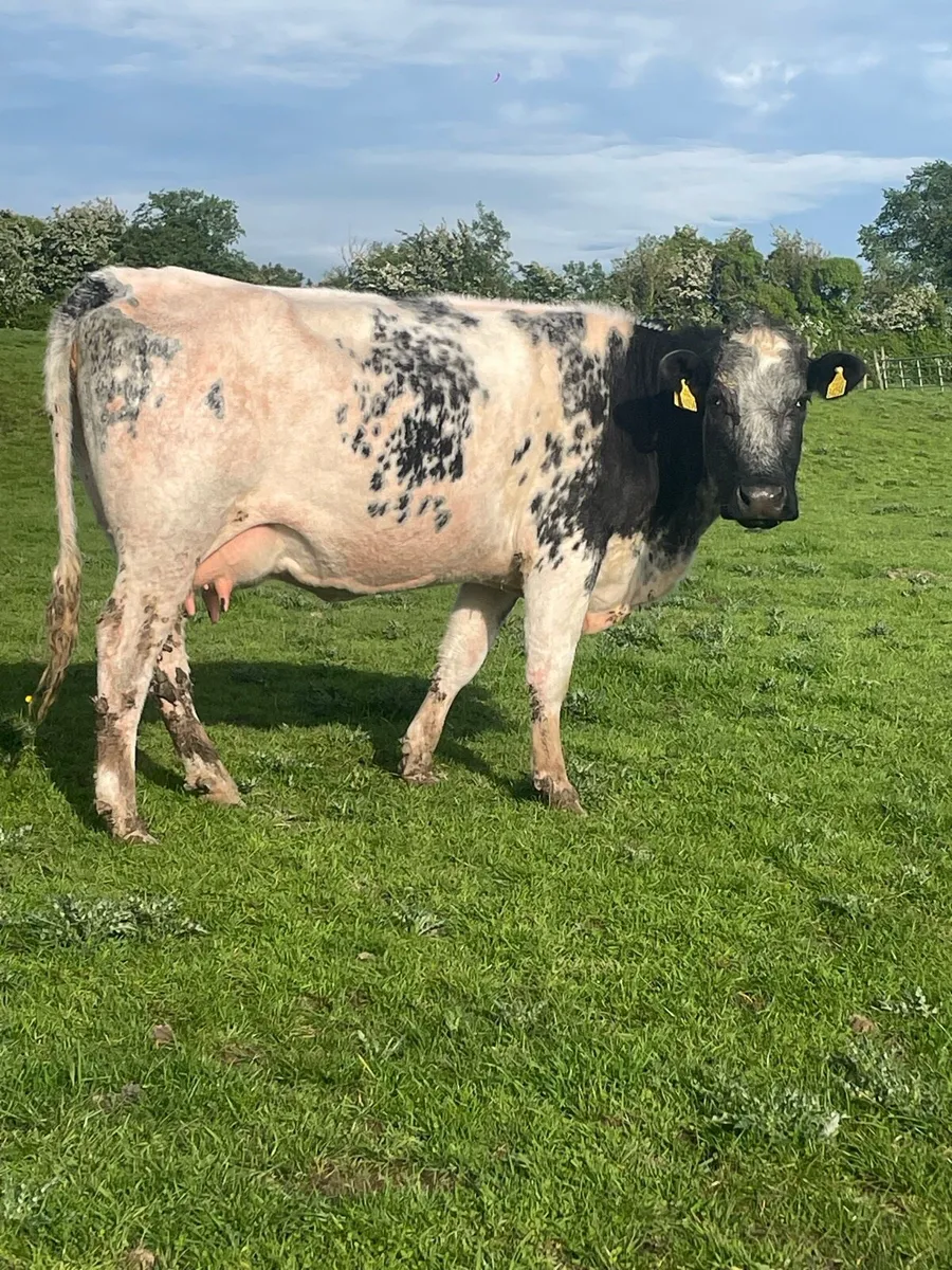 Blue 2nd calver with lim heifer - Image 4