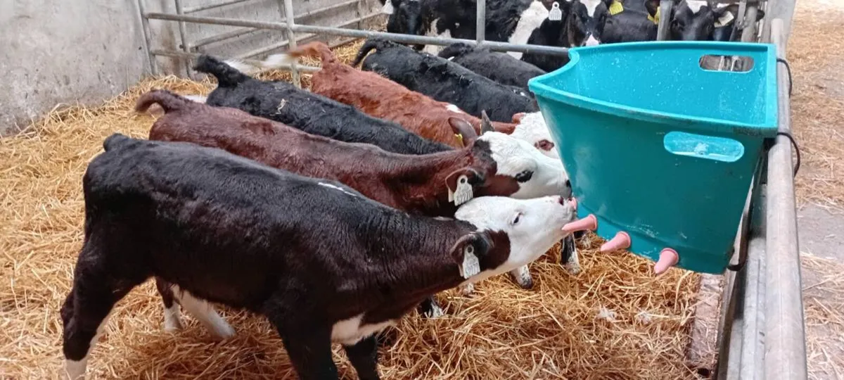 6 Hereford Calves - Image 1
