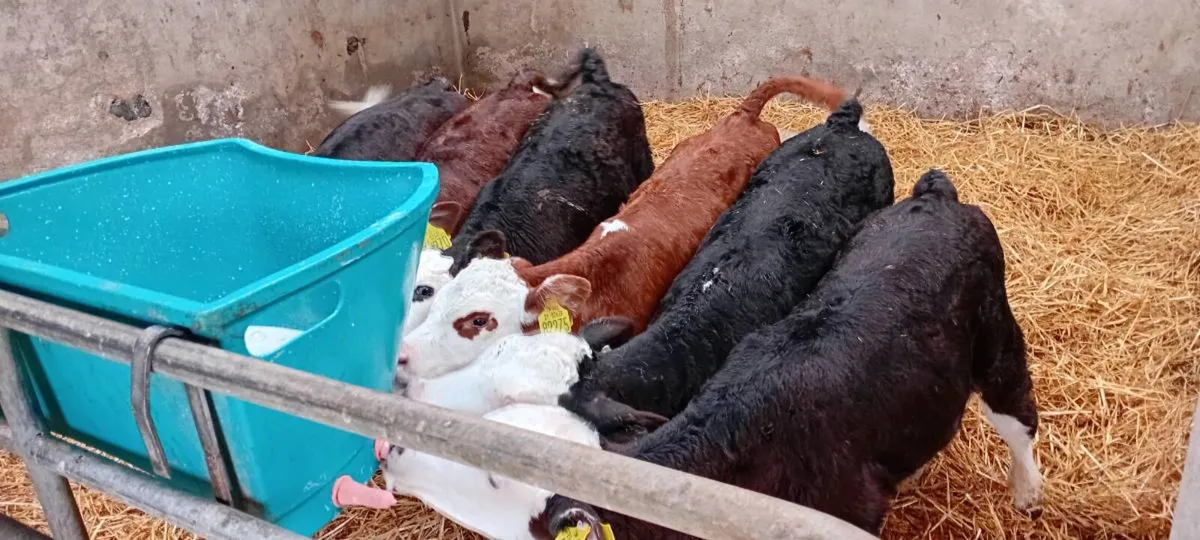6 Hereford Calves - Image 2