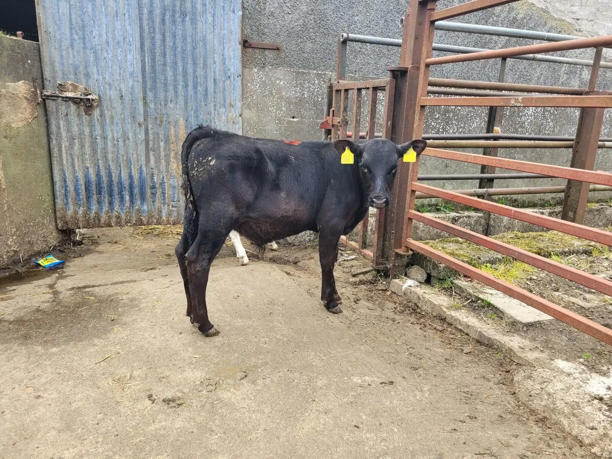 Livestock - Image 1
