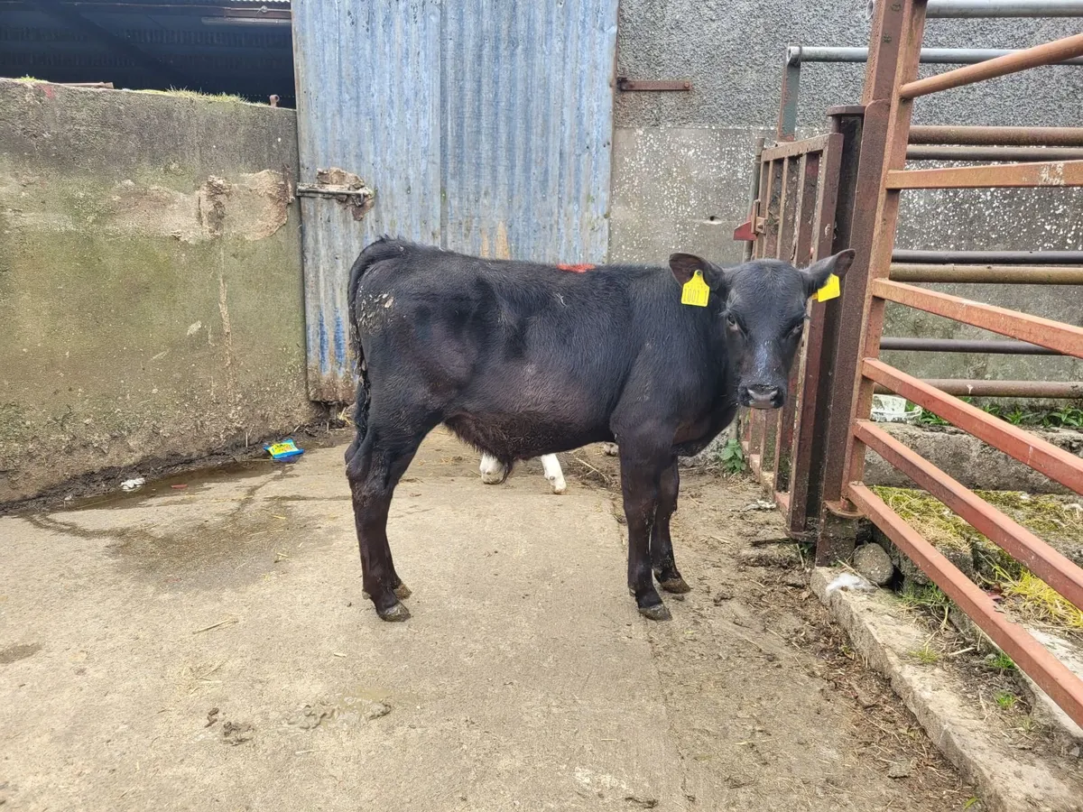 Livestock - Image 2