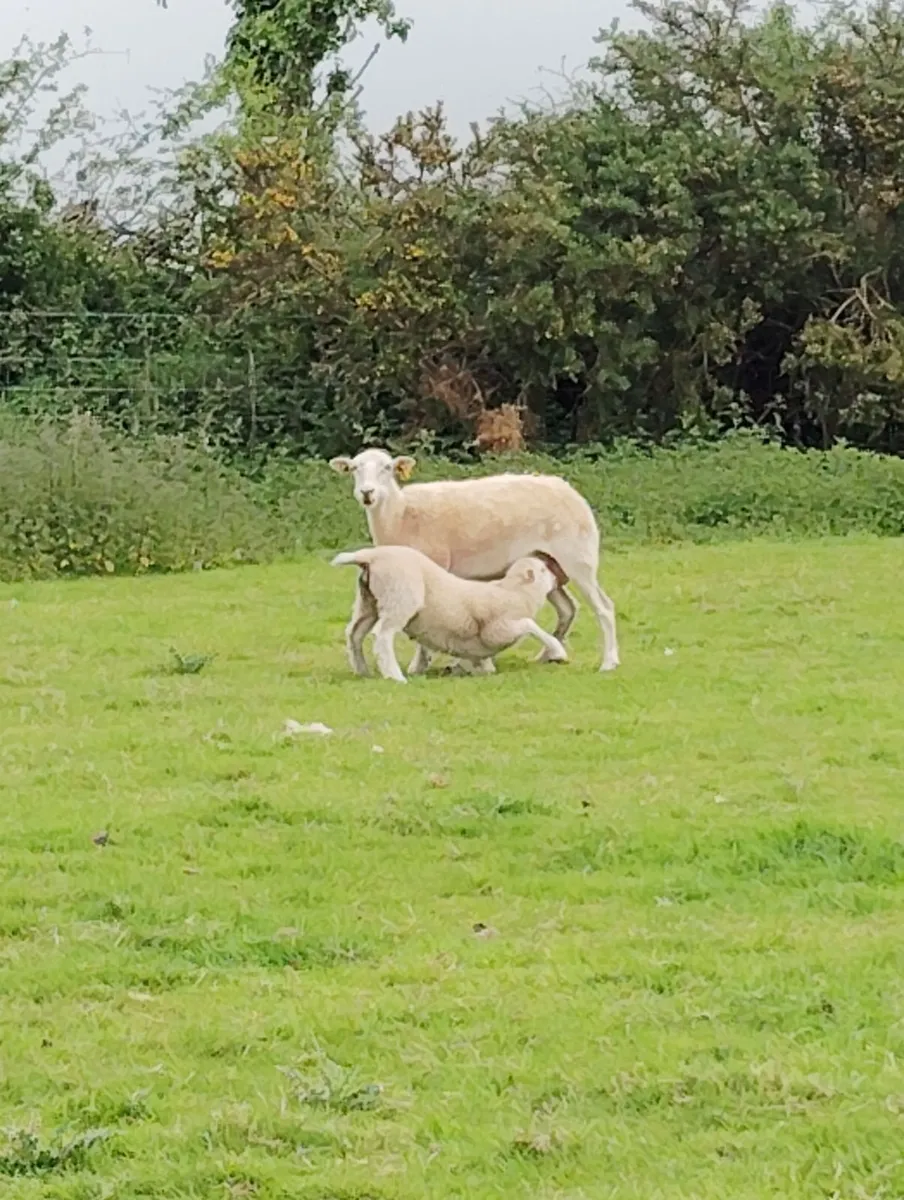 Easy Care Sheep - Image 4