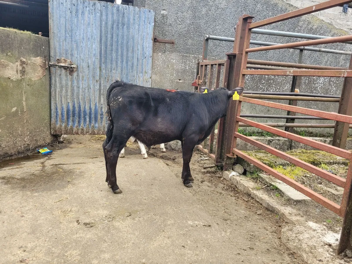 Livestock - Image 3