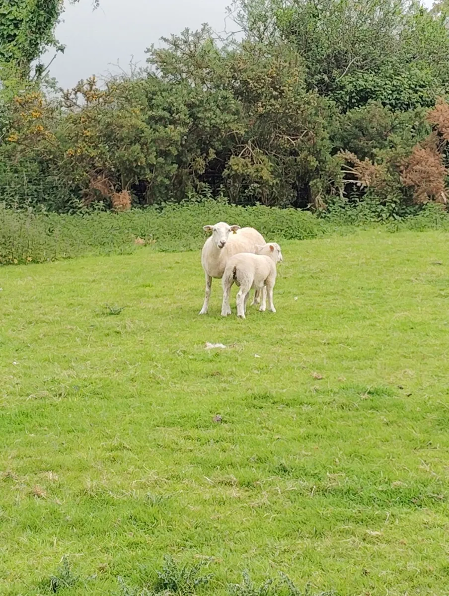 Easy Care Sheep - Image 2