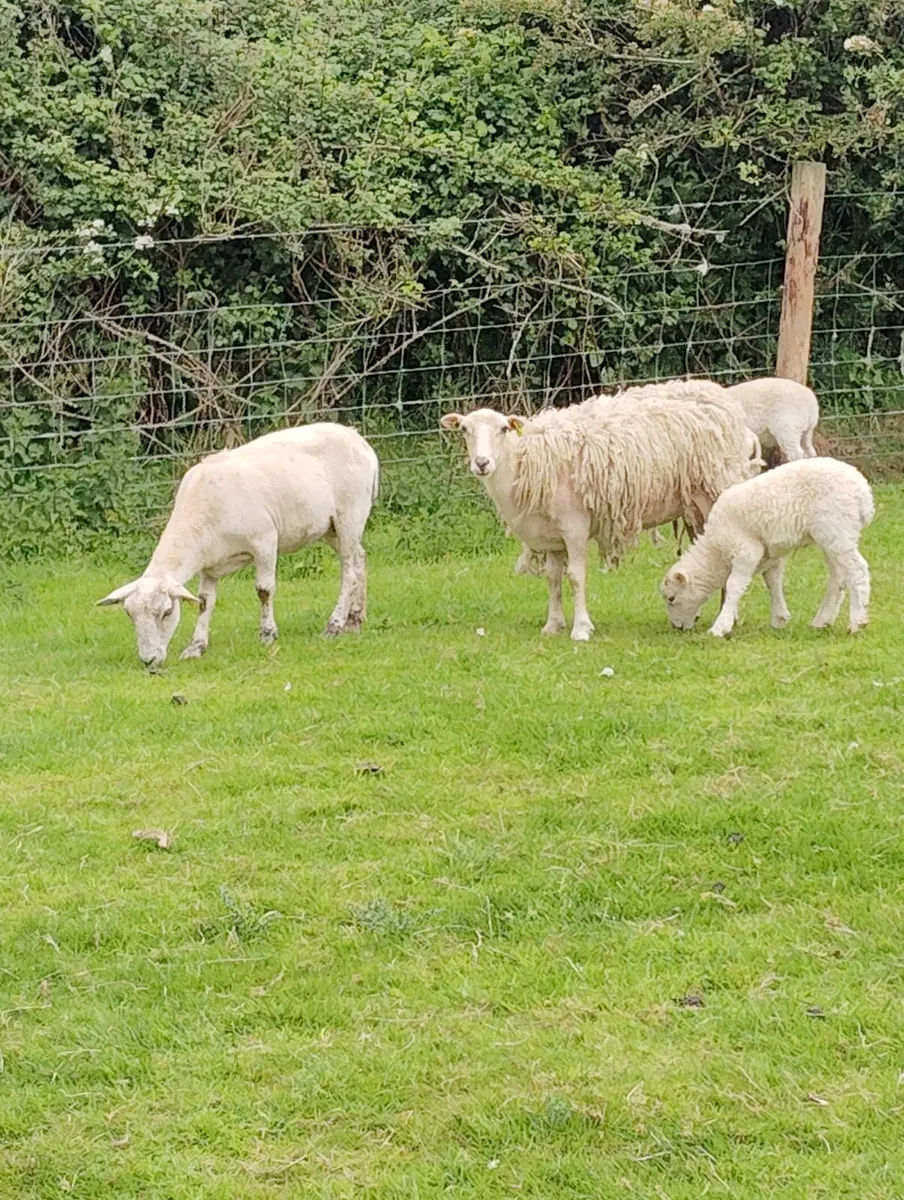 Easy Care Sheep - Image 1