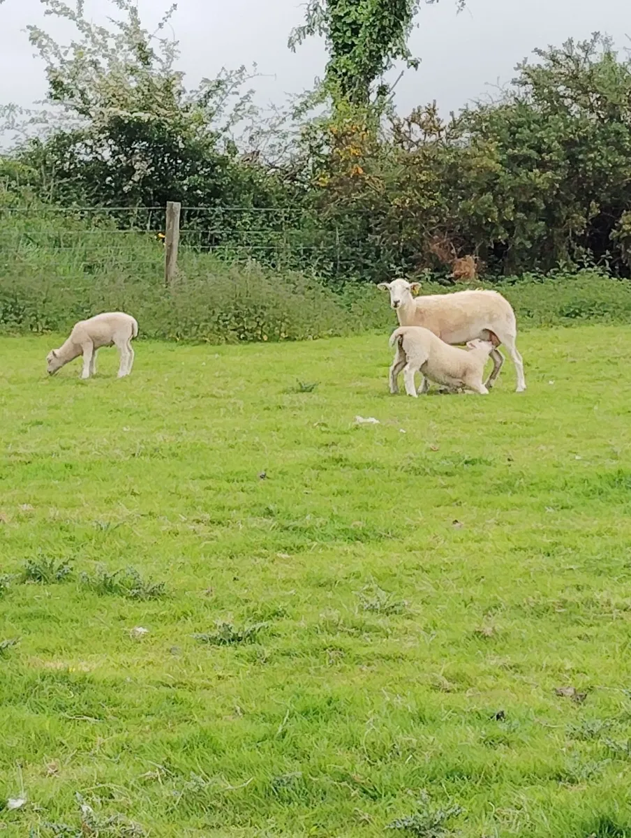 Easy Care Sheep - Image 3