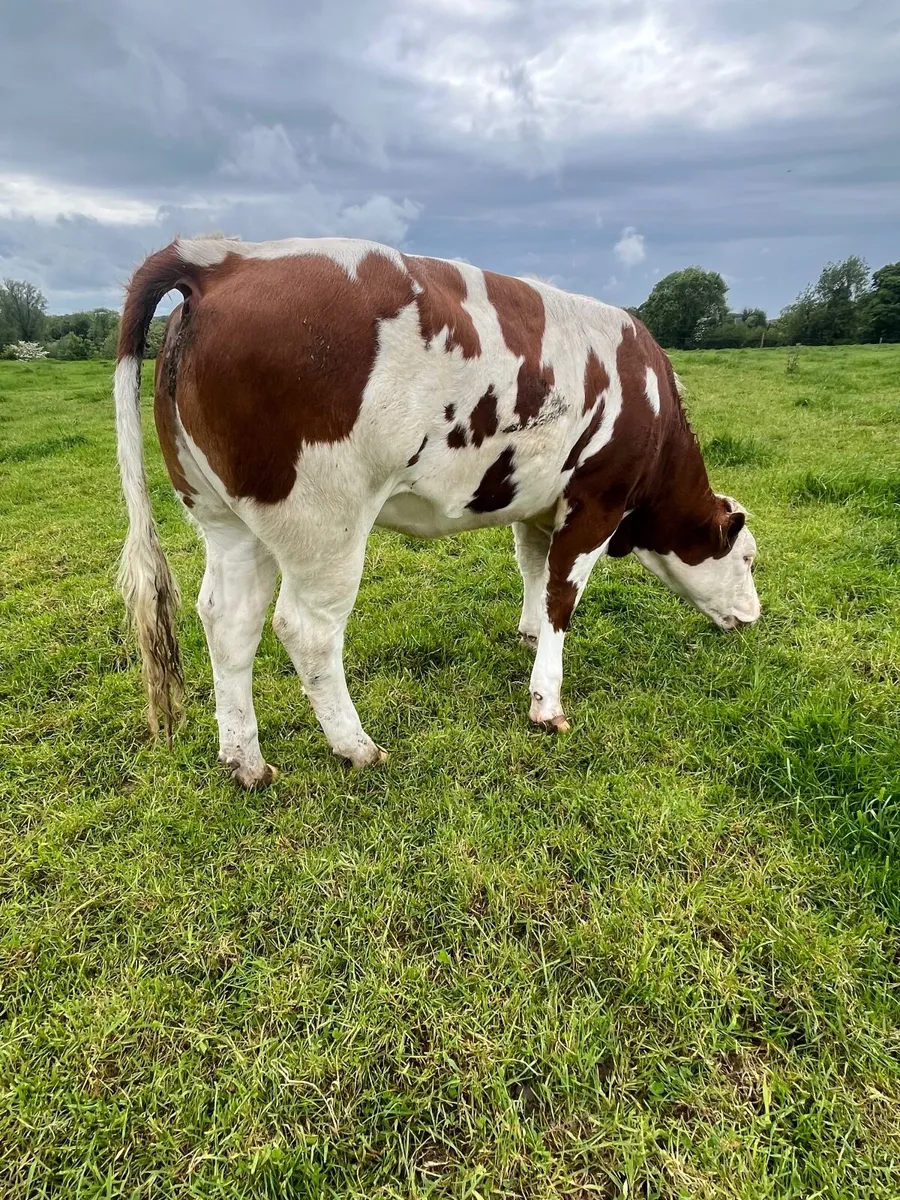 Breeding Heifers - Image 1