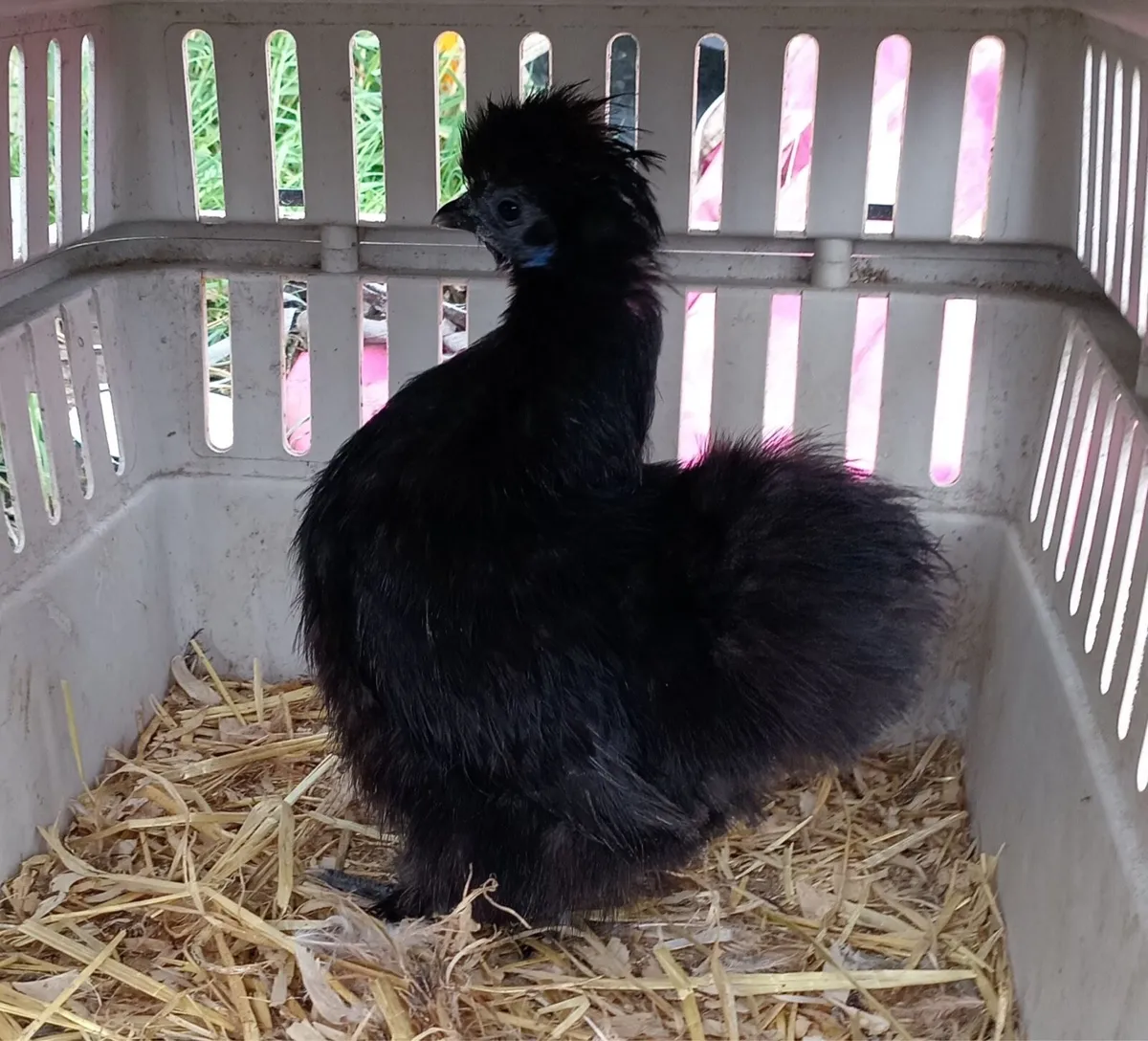 ❌CLOCKING HEN + POULTRY❌ - Image 2
