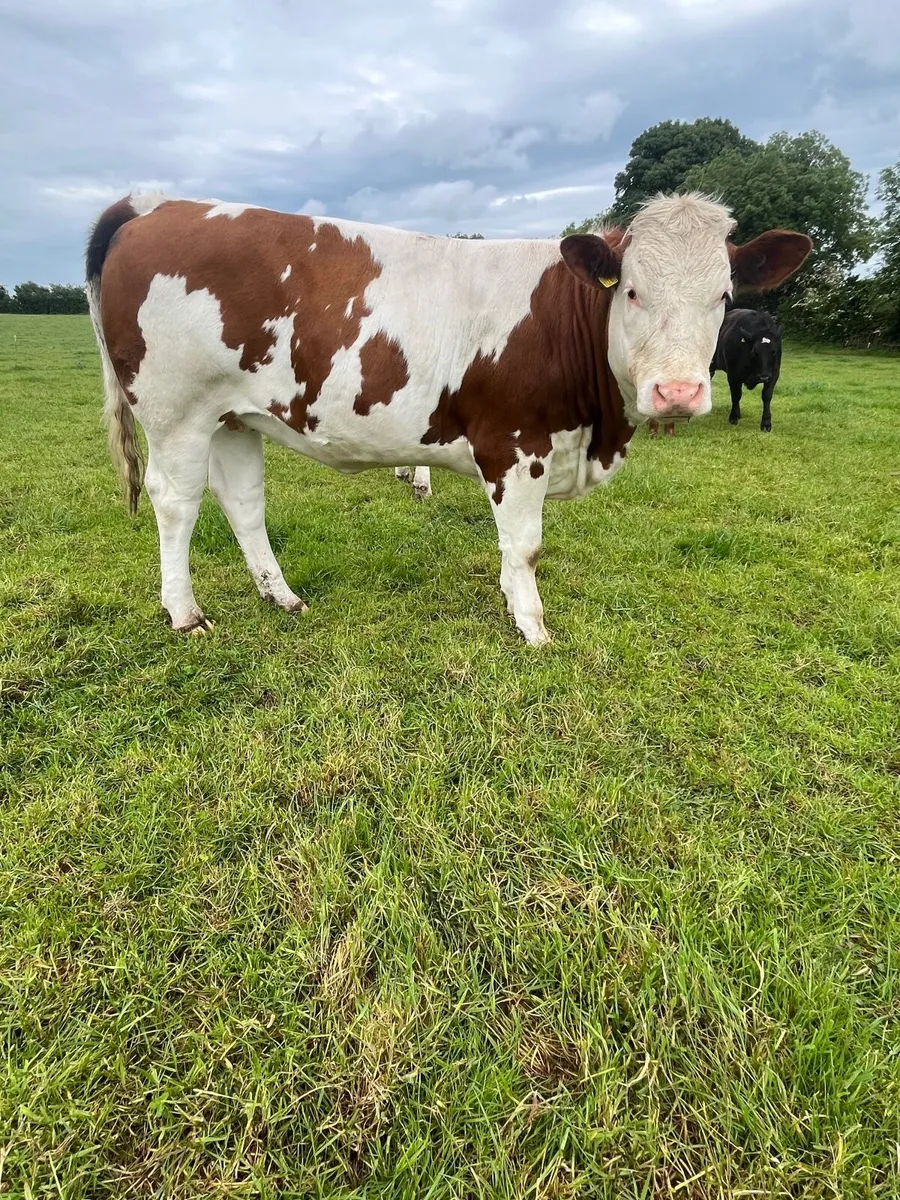 Breeding Heifers - Image 3
