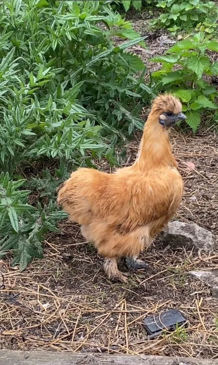 ❌CLOCKING HEN + POULTRY❌ - Image 3
