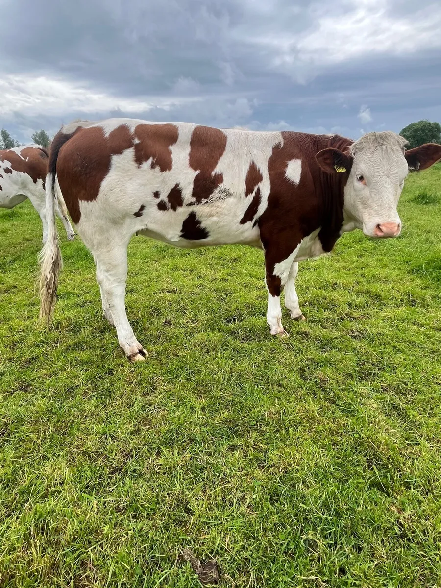 Breeding Heifers - Image 2