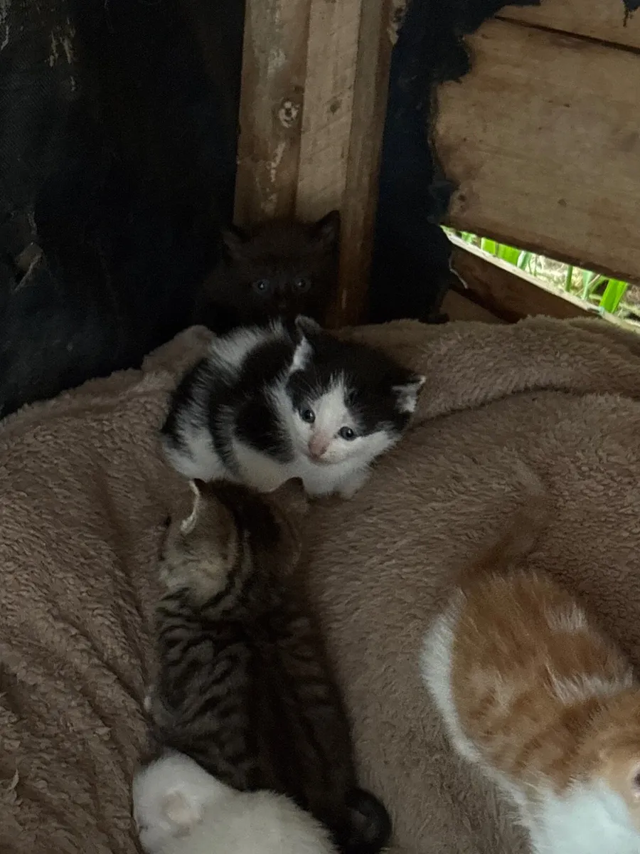 Kittens - Image 1