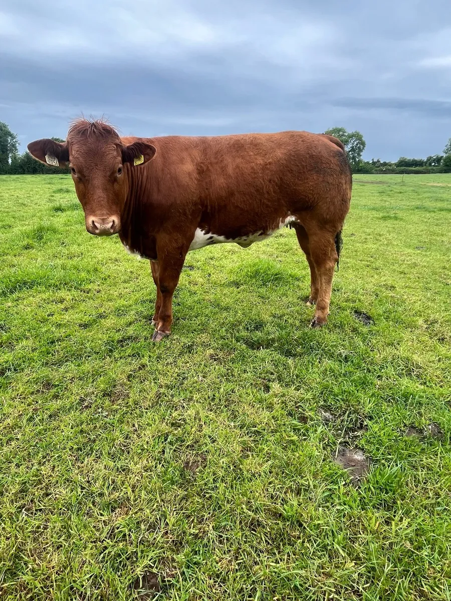 Breeding Heifers - Image 4