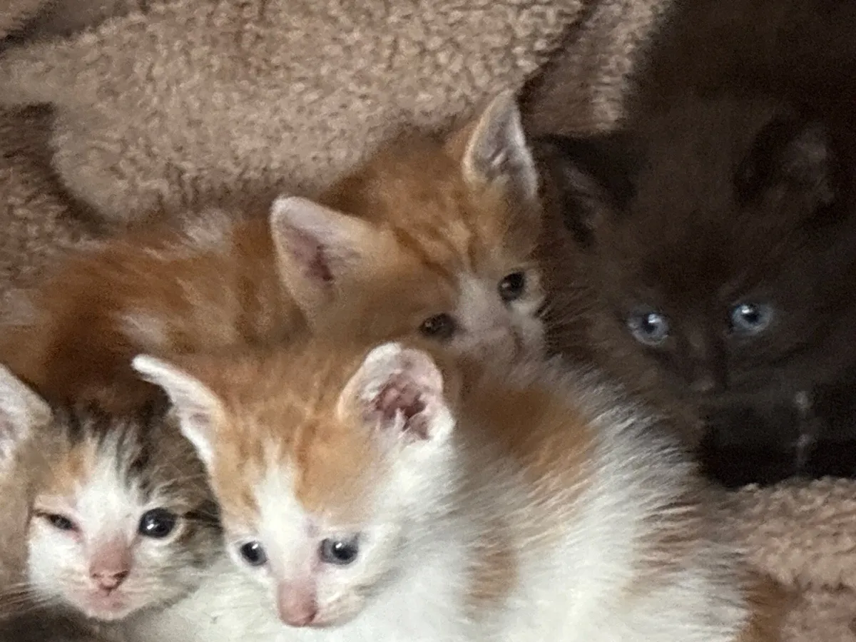 Kittens - Image 2