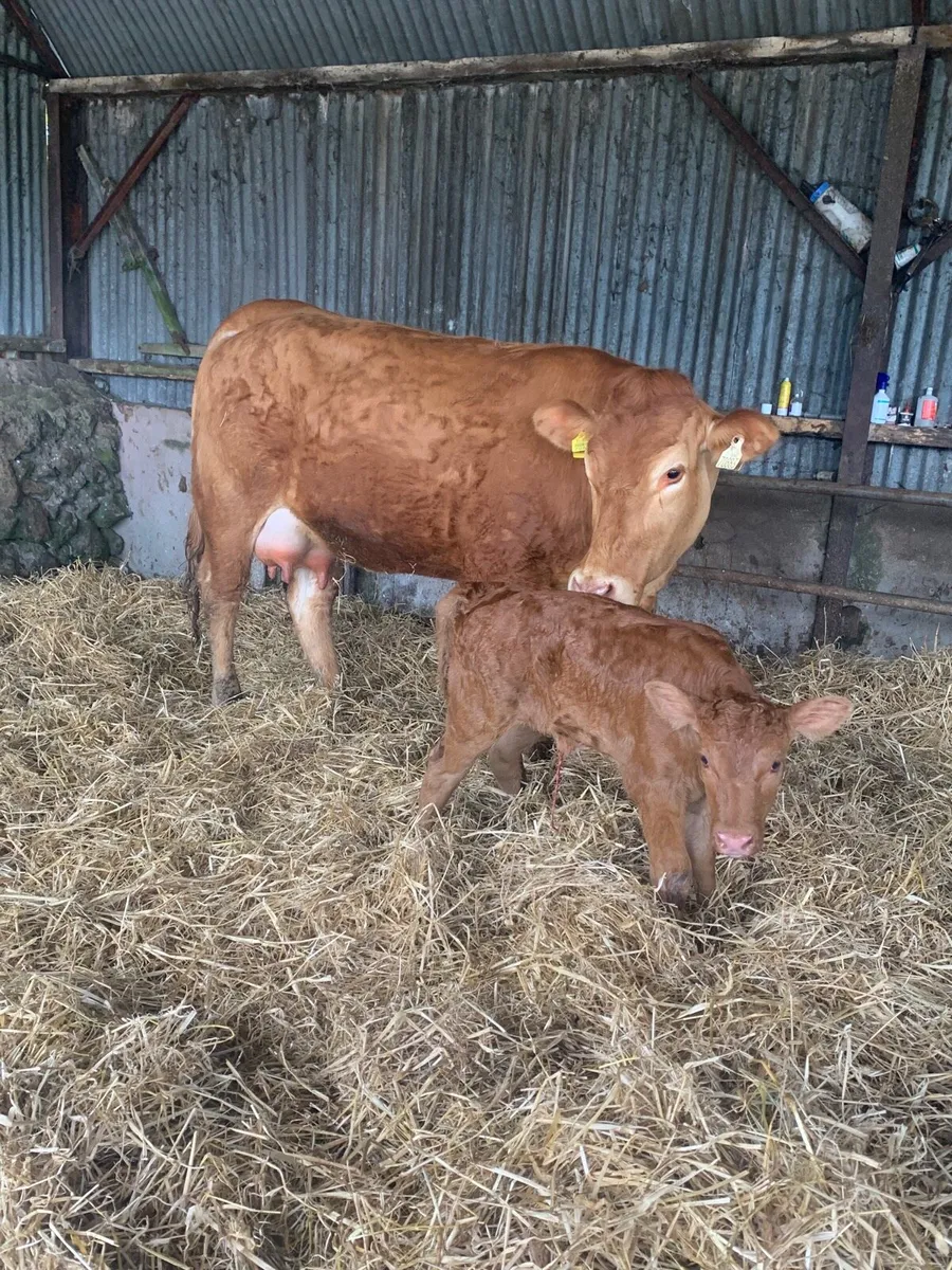 Super First Calved Lmx Heifer with heifer calf - Image 1