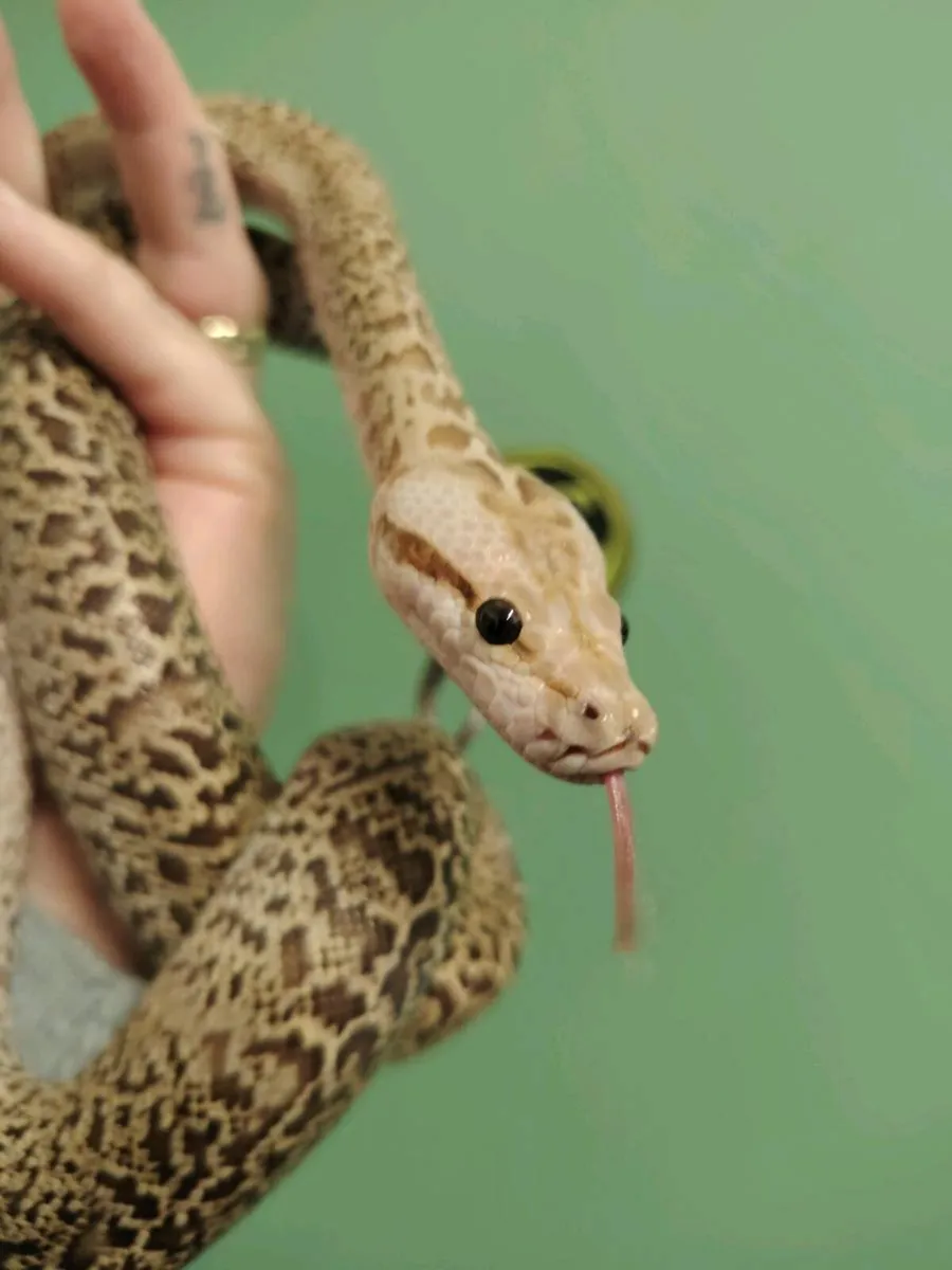Granite female Burmese Python - Image 1