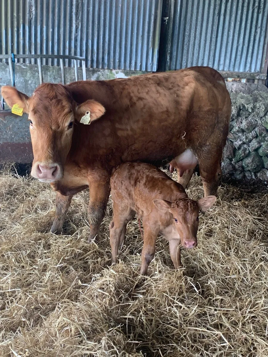 Super First Calved Lmx Heifer with heifer calf - Image 2