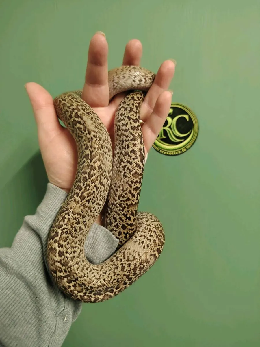 Granite female Burmese Python - Image 2