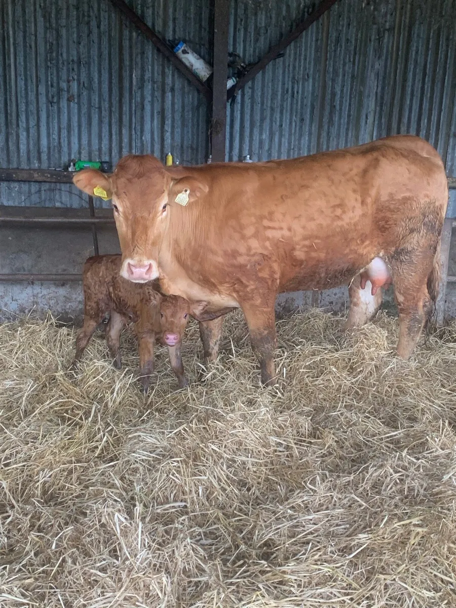 Super First Calved Lmx Heifer with heifer calf - Image 4