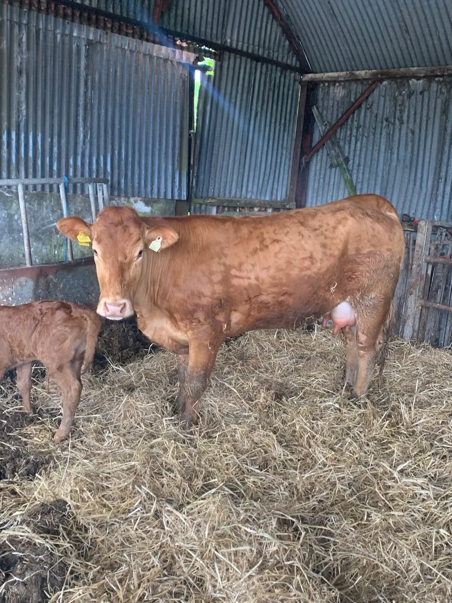 Super First Calved Lmx Heifer with heifer calf - Image 3