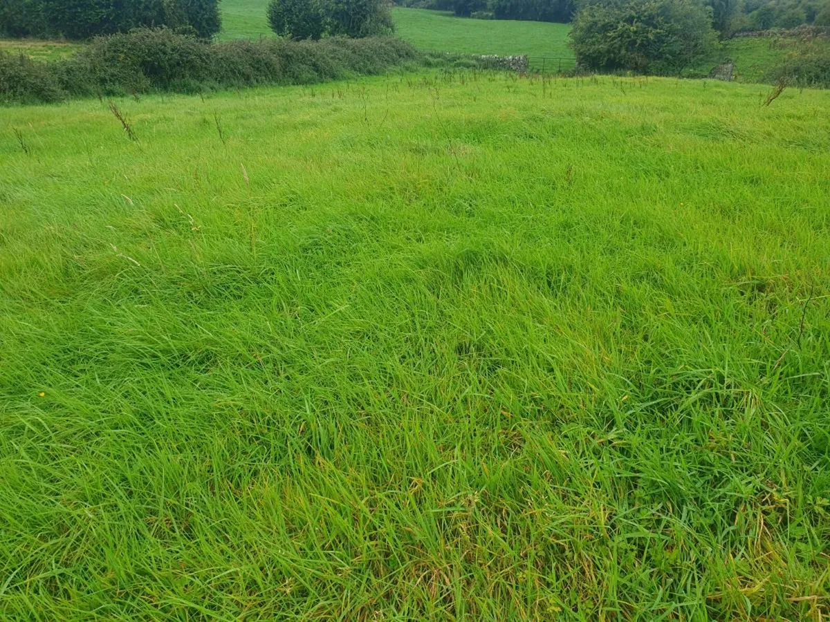 Meadow or grazing wanted