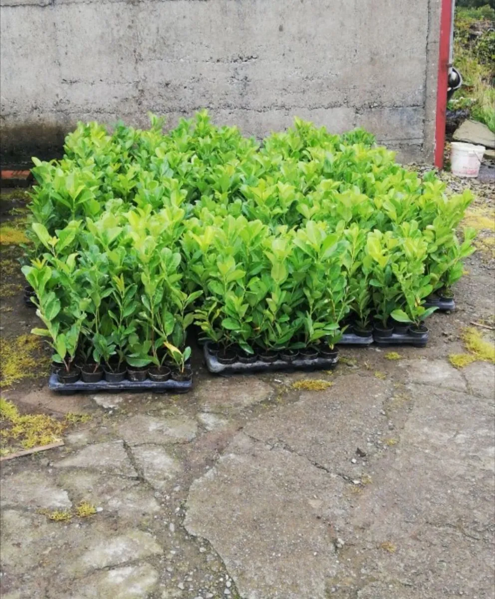 Laurel Hedging - Image 1