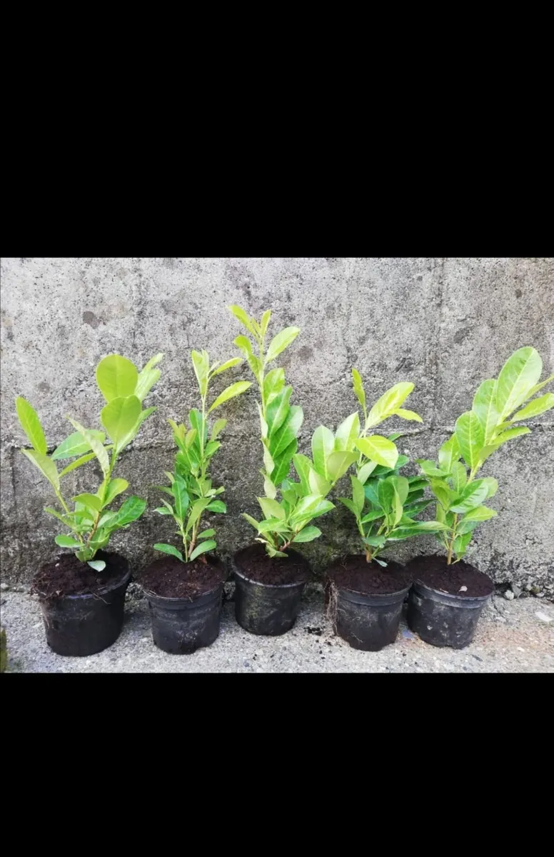 Laurel Hedging - Image 4