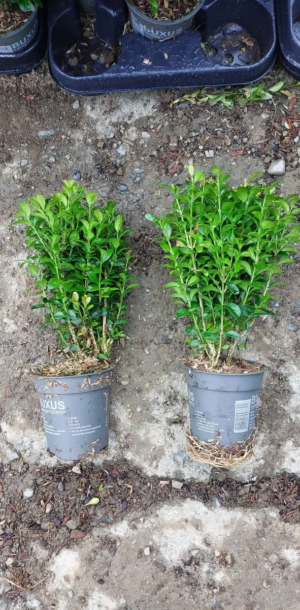 Box Hedging - Image 3