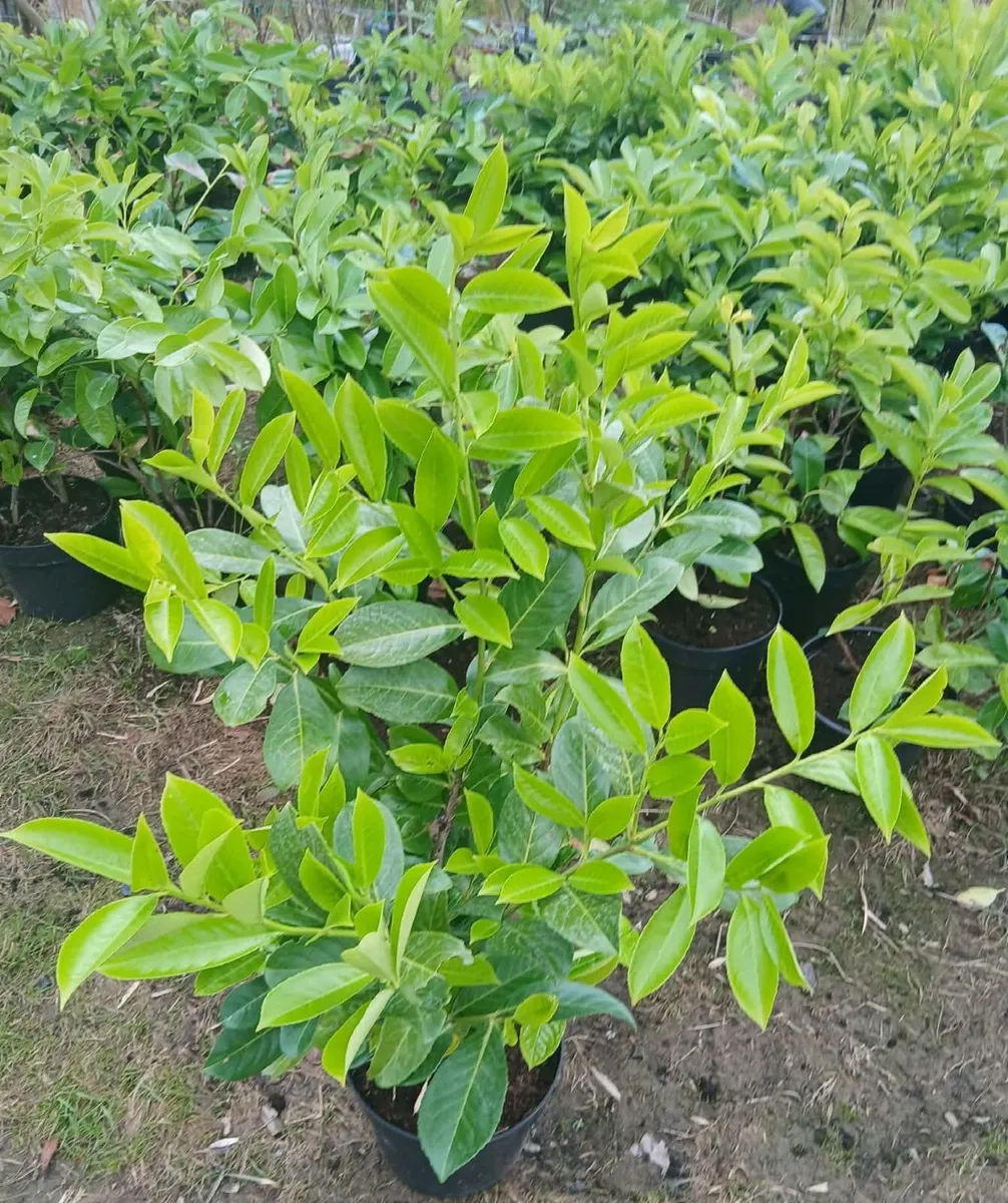 Large Laurel Hedging - Discounts on larger orders - Image 2